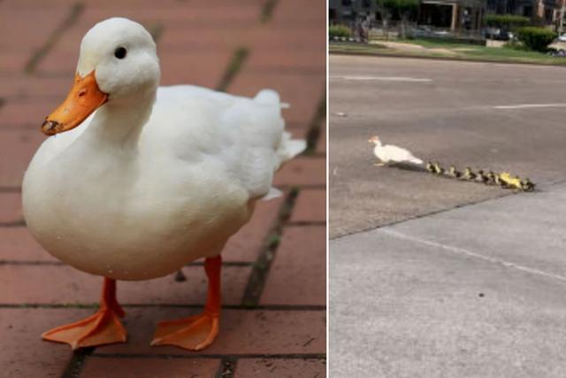 Los patos querían cruzar la calle y sin darse cuenta arriesgaron su vida. (Pixabay / YouTube: ViralHog)