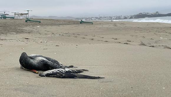 "Este virus es altamente patógeno porque cuando llega a un individuo lo fulmina, aunque la probabilidad de pasar a otro organismo sea nula”, señaló el especialista. (Foto: Liz Saldaña / Pelicanos muertos en playa Punta Rocas)