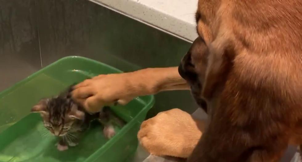 Una perrita demostró su instinto maternal ayudando a un asustado minino. (Foto: Stephanie Vice en Facebook)