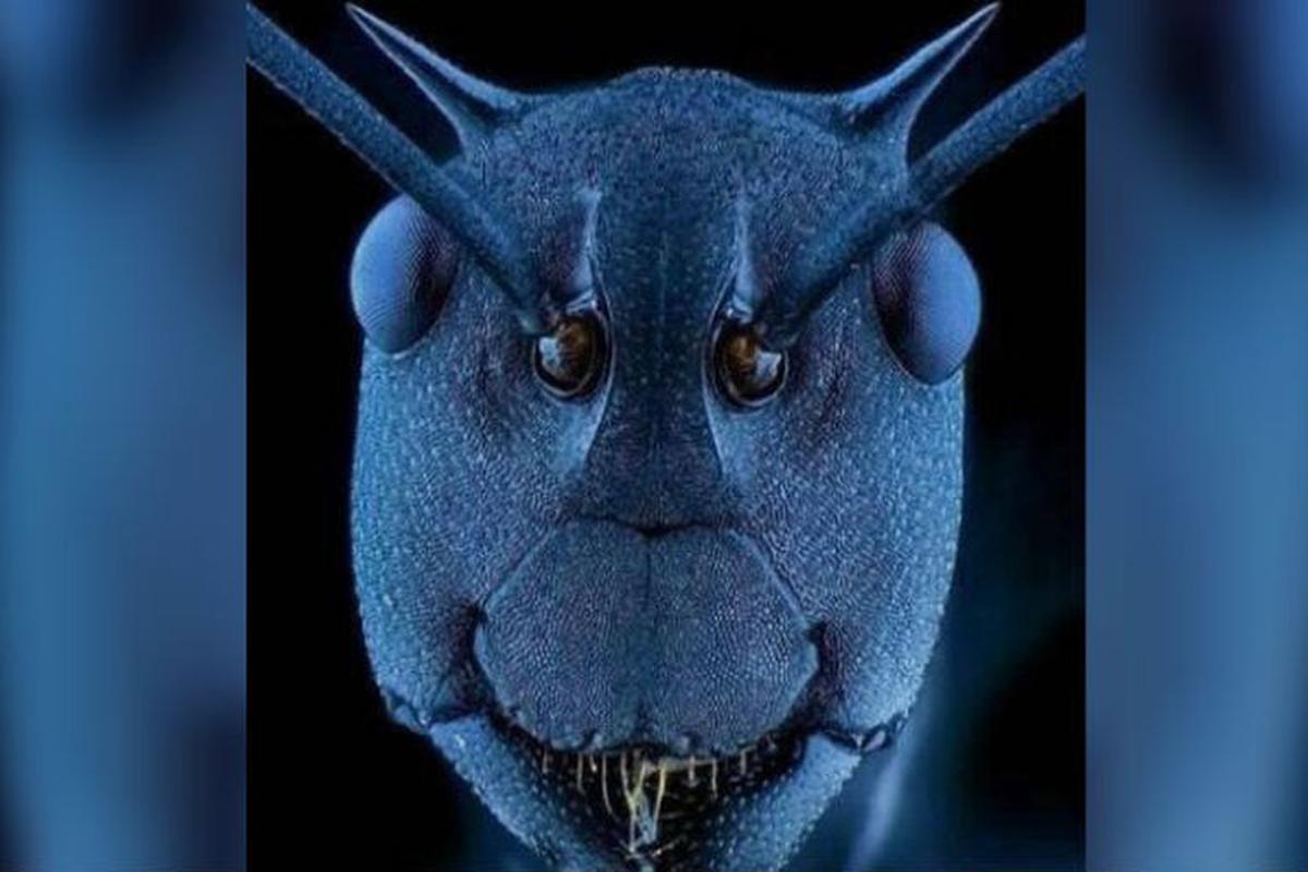 Animales | ¿Cómo se ve una hormiga bajo el microscopio? | TECNOLOGIA | EL  COMERCIO PERÚ
