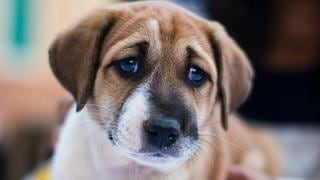 Parvovirus y distemper: dos enfermedades altamente contagiosas que pueden ser mortales para tu perro
