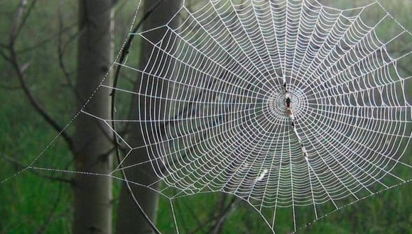 La telaraña gigante fue hecha por una araña tejedora de orbe, en un sendero en Springfield, Missouri. | Foto: Pexels/Referencial