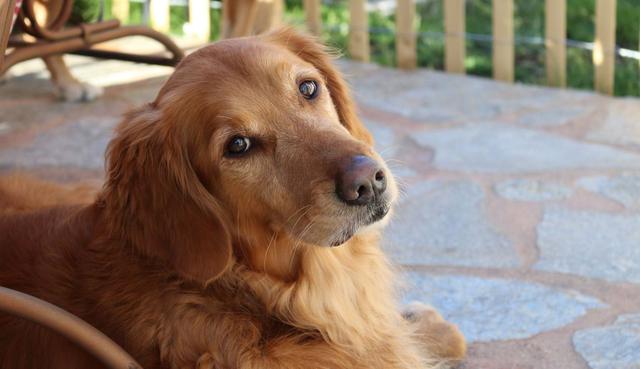 Los perros suelen hacer sonidos o saltar al dormir, pero muy pocos reaccionan como este golden retriever. (Foto: Pixabay)