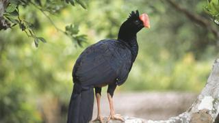 FOTOS: conoce un poco más a las aves de nuestra Amazonía