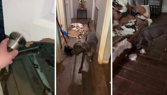 Bo mordió la puerta del cuarto de visitas y ocasionó muchos destrozos. No se sabe a cuánto asciende el monto de los daños. (Foto: Caters Clips | YouTube)