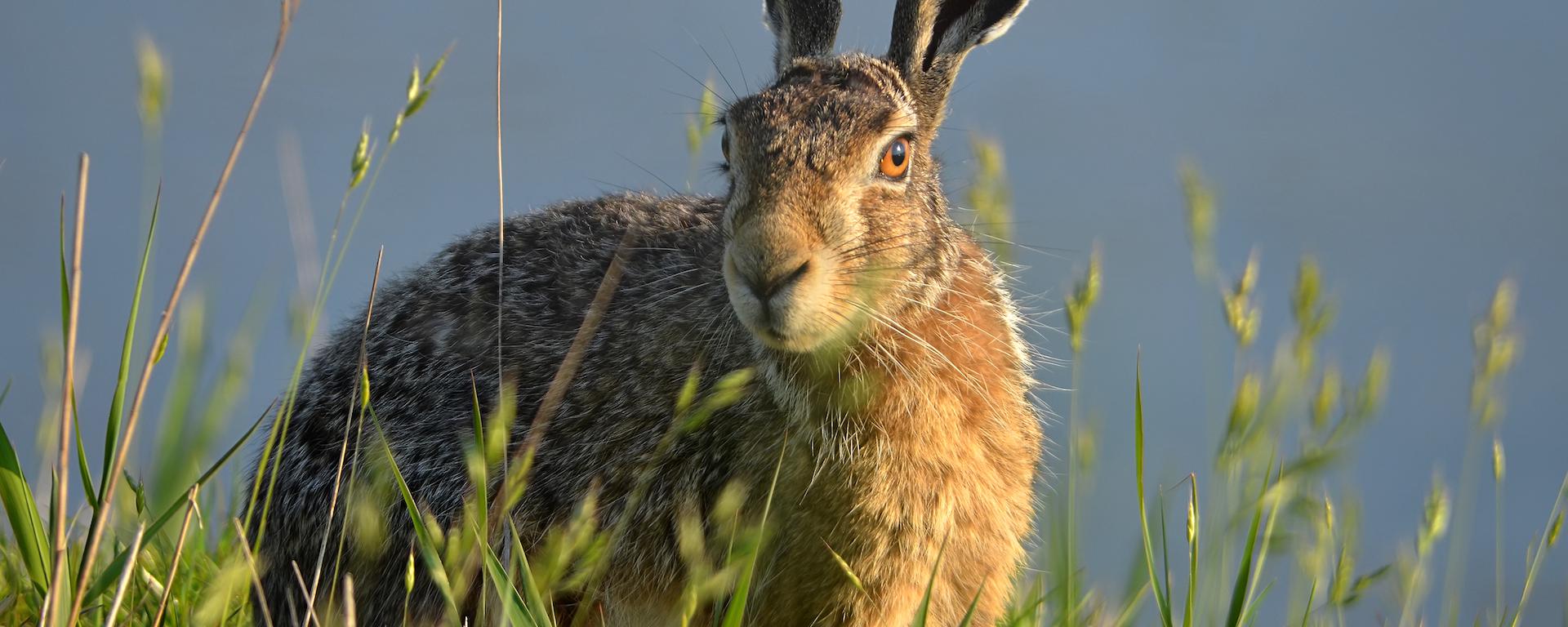 Amenaza a la biodiversidad: El peligro real de las especies invasoras en el Perú y la región