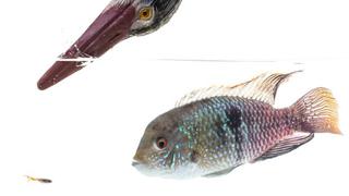 Los peces tienen personalidad y reaccionan frente al peligro, revela estudio británico