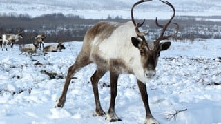 Miles de renos se preparan para la Navidad y bloquean la carretera en Siberia
