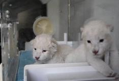 Nace par de cachorros de león blanco en este de China 