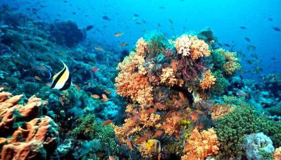 Australia: hallan nuevas especies en profundidades de arrecife