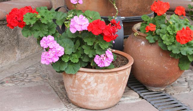 De vez en cuando, colócale algún fertilizante de nitrógeno y potasio para ayudar en su floración. (Foto: Shutterstock)