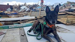 Unos 220 perros y 50 gatos murieron en albergue en Bahamas por el huracán Dorian