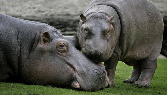 La plaga de animales más grande del mundo que Pablo Escobar dejó al morir. (Foto: AP)