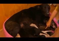 Chile: Perrita salvó de forma sorprendente a cachorros de incendio