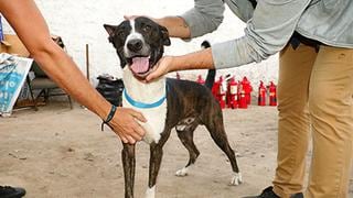 Perro abandonado por vagabundos en la Costa Verde ya está a salvo