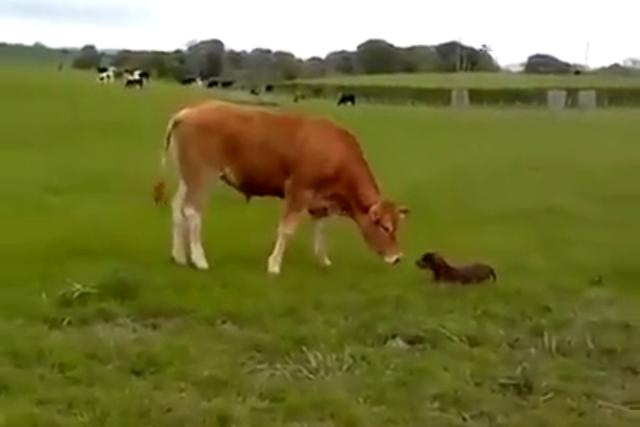 Si bien poseen una mayor inteligencia emocional de lo que la gente cree, los bovinos fácilmente pueden forjar vínculos con otros animales. (Fotos: Rumble Viral)