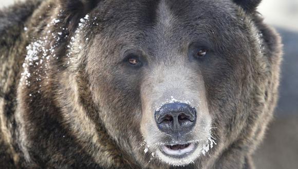 Prohíben la caza de osos grizzly en Estados Unidos. (AP)