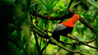 #ExpediciónVirtual: Parque Nacional Tingo María, un viaje a la casa de la Bella Durmiente