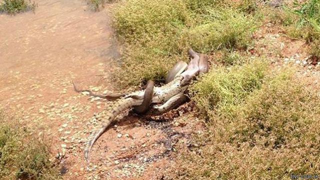 Serpiente devoró a un cocodrilo completo en Australia - 2