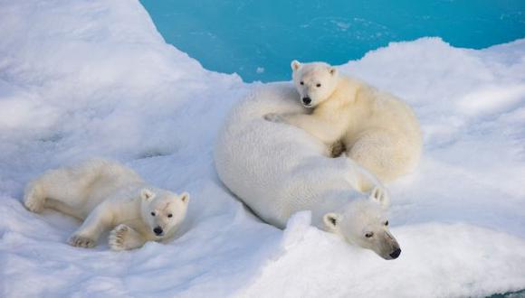 Destino del oso polar depende de frenar el calentamiento global