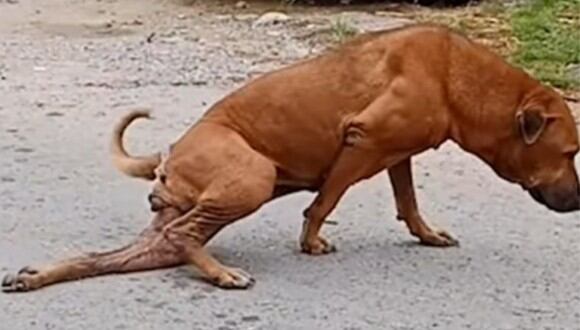 El perrito se arrastró por las calles sin embargo segundos después sorprendió a todos al caminar sin molestias en su patas traseras. (Foto: Captura)
