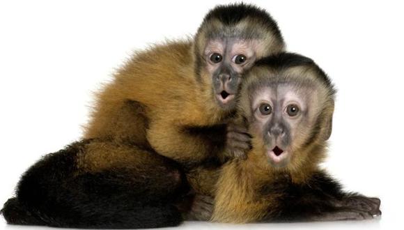 En materia de finanzas, los monos se comportan de manera similar a los humanos. (Foto: Getty)