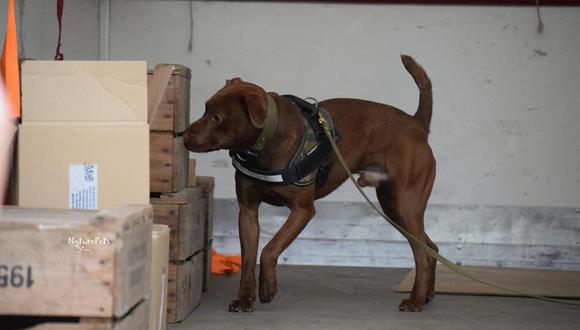 Boris está entrenado tanto para trabajar en aeropuertos y puertos como para ingresar a la selva a rastrear a cazadores. Foto: Scent Imprint for Dogs.