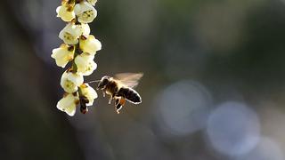 ¿Por qué sería una catástrofe que desaparecieran las abejas?