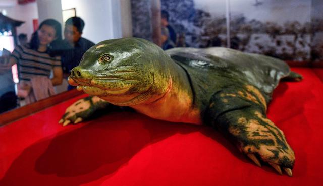 Desde que hace una semana la tortuga momificada está expuesta al público, en un templo situado en la isla del lago Hoan Kiem, los visitantes se acumulan. (Fotos: AFP)