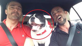 Perro canta "Let It Go” en el auto de su amo y conmueve a todos en YouTube [VIDEO y FOTOS]