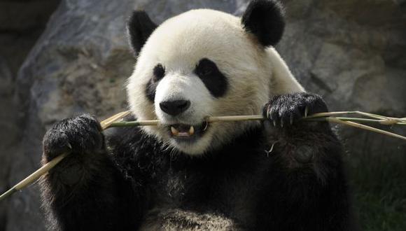 Osa panda engaña a un zoológico al fingir un embarazo
