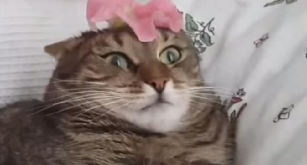 A este gato nunca le lleves flores. (Foto: Captura)