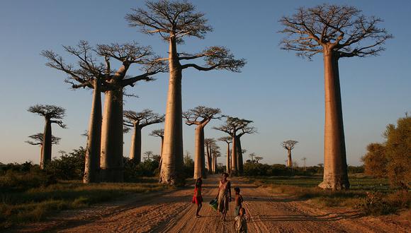 El callejón de los baobabs en Morondava, Madagascar. Foto: Gavinevans / Wikimedia Commons