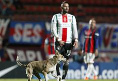 San Lorenzo vs Palestino: perro entró el campo de juego y se robó la atención