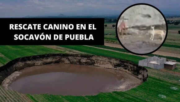 Dos perros sobrevivieron de milagro tras precipitarse al vacío en el socavón gigante en Puebla. | Crédito: Aristegui Noticias / TV Azteca / Composición
