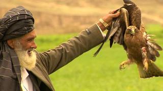 ¿Por qué desaparecen los pájaros del cielo de Afganistán?