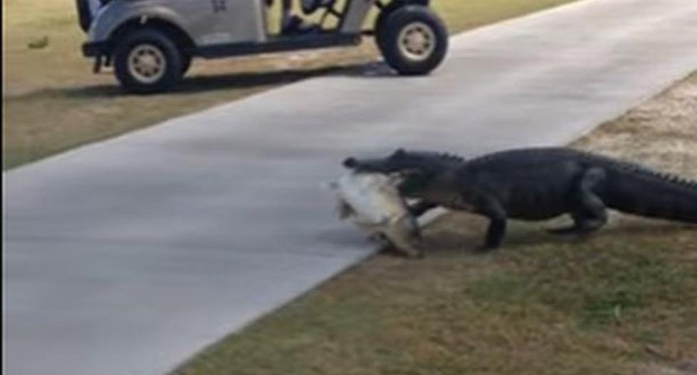 Un caimán interrumpió el paseo de una familia en Florida, USA (YouTube)