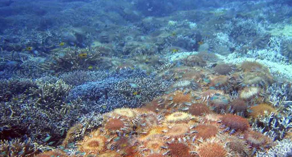Una insaciable especie de estrella de mar espinosa amenaza la pervivencia de los corales que desde hace años devora sin control. (Foto: EFE)