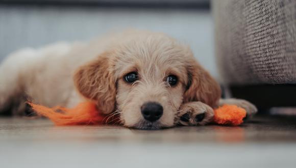 pueden los cachorros jugar demasiado duro