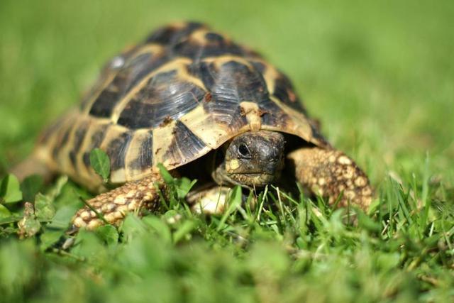 Por pasear a una tortuga doméstica una italiana fue multadada con 400 euros. (Foto referencial: Internet)