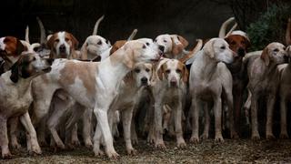 A más mascotas en la niñez, mayor protección contra las alergias de adultos