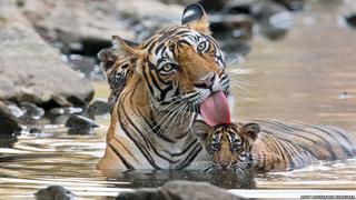 En fotos: cachorros de tigres de Bengala en pleno baño