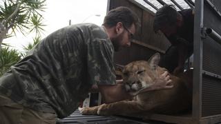 El santuario para preservar a los felinos salvajes en Brasil