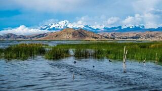 Una isla en Bolivia quiere convertirse en santuario para la rana del Titicaca