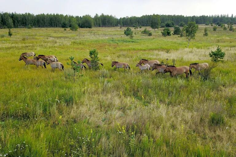 Przewalski's horse runs through the vicinity of Chernobyl.