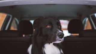 Mascotas: ¿cómo conseguir que nuestros engreídos viajen tranquilos en el auto?