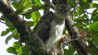 San Martín: encuentran águila harpía en cordillera