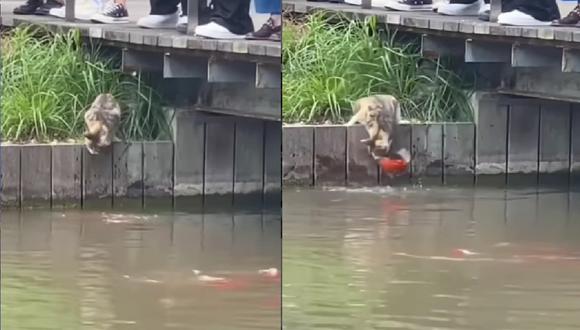 ¡Increíble! Gato callejero caza a un pez directo de un río y se vuelve furor en redes sociales | VIDEO (Foto: Instagram/beautifullnatureworld).