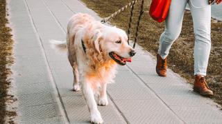 Mascotas: ¿tu perrito camina con dificultad? Puede deberse a estos motivos