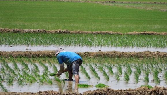 Piura sembrará menos arroz para la próxima campaña agrícola. (Foto: GEC)